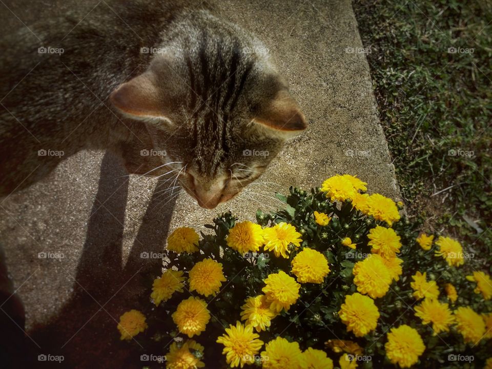 A tabby cat next to a yellow mum flower from above