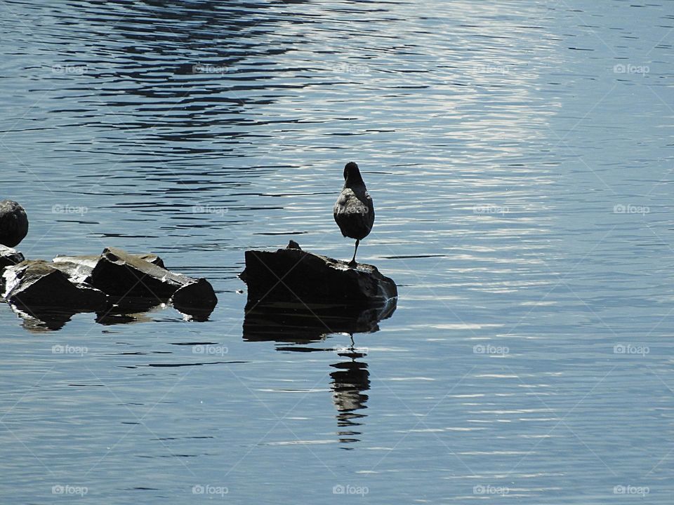 Taube auf dem Wasser