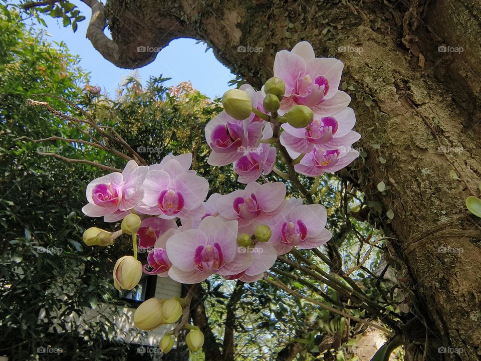 Beautiful Phalaenopsis in the forest