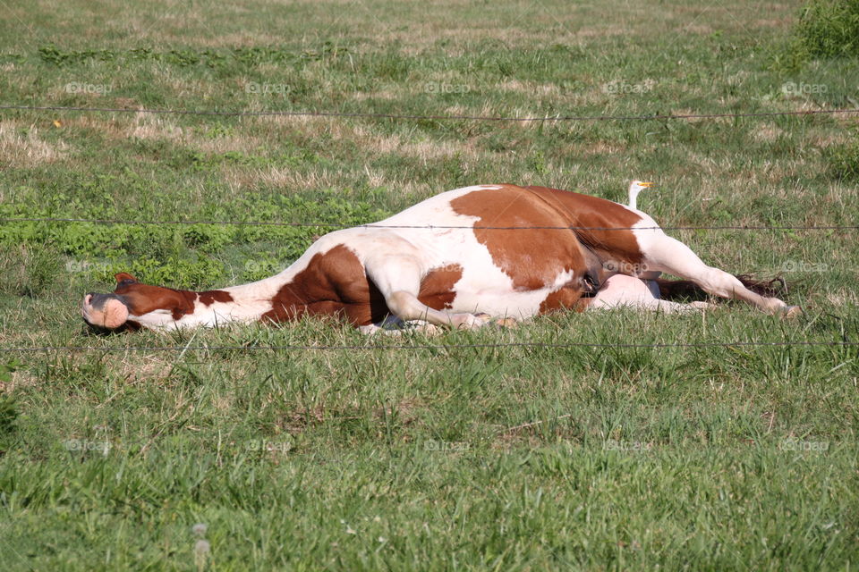 Horse Taking a Nap