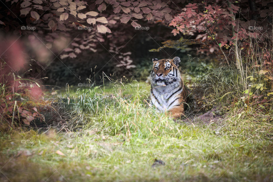 Nature, Grass, Cat, Wildlife, Outdoors