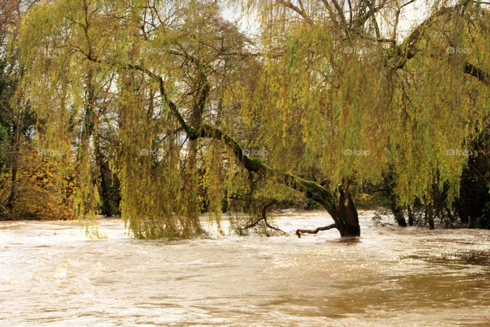 wet weeping willow