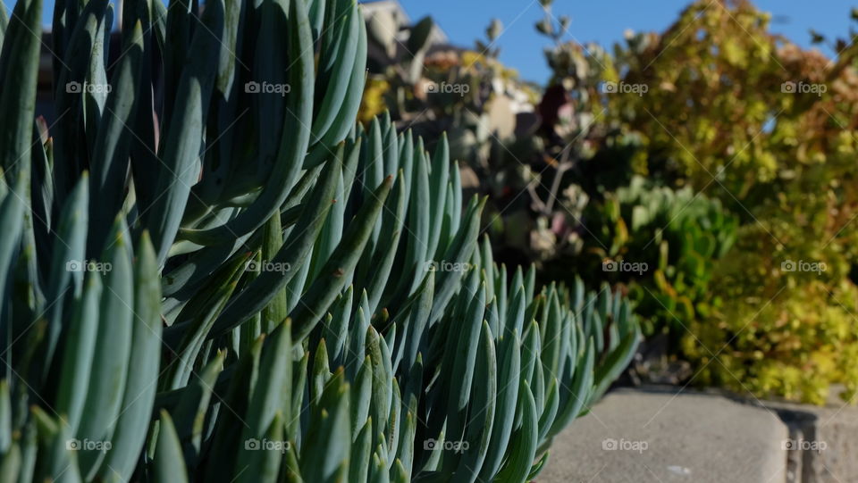 Senecio Mandraliscae is a drought tolerant hardy succulent.