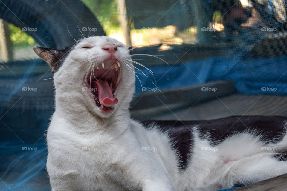 Close up of Yawning Cat