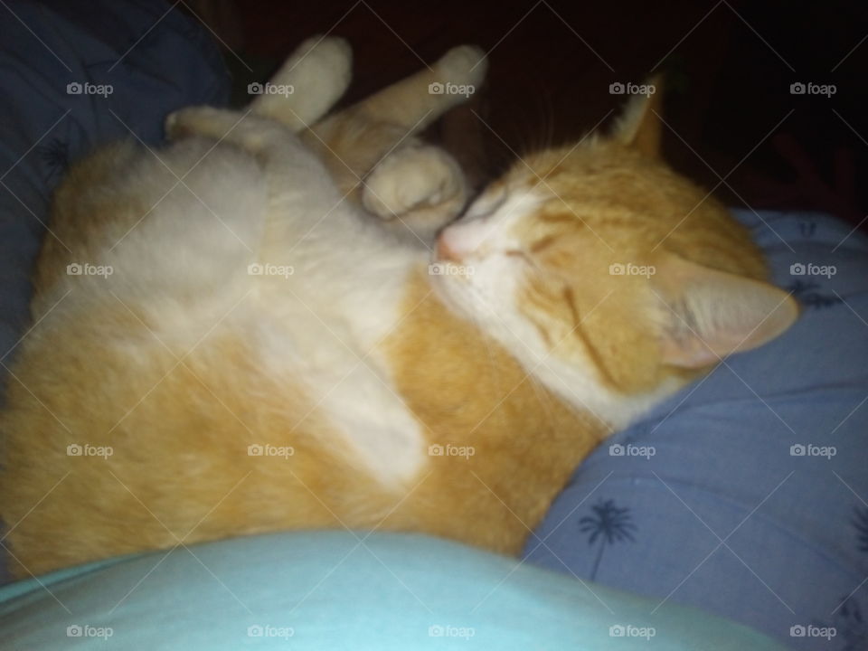 snoozing on my momma's lap, the best best bed for a nap. sweet dreams everyone!