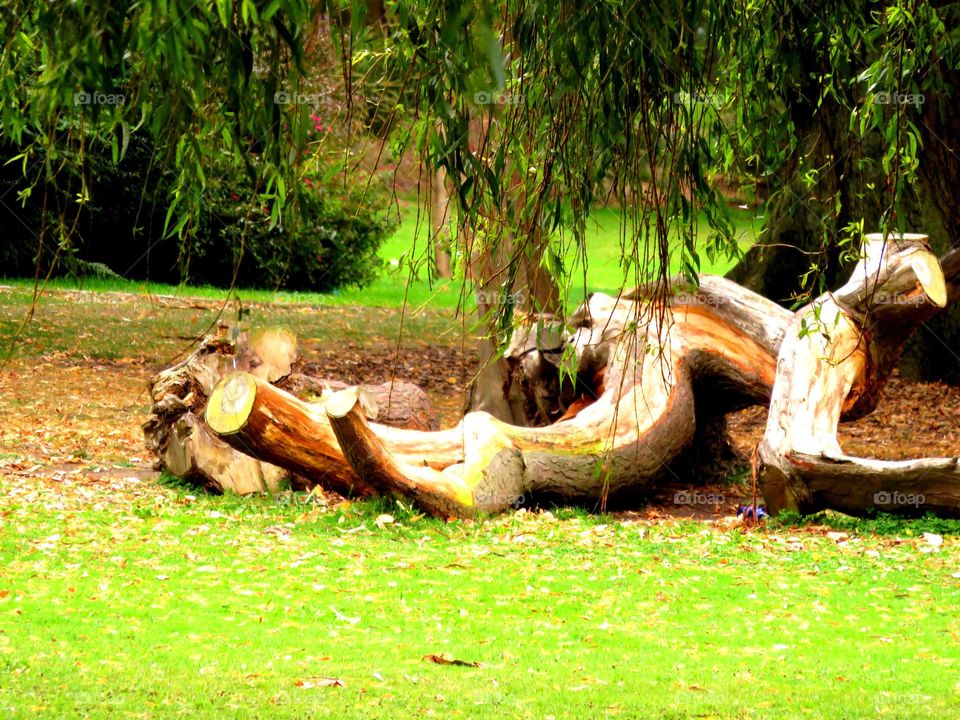 tortuous stump