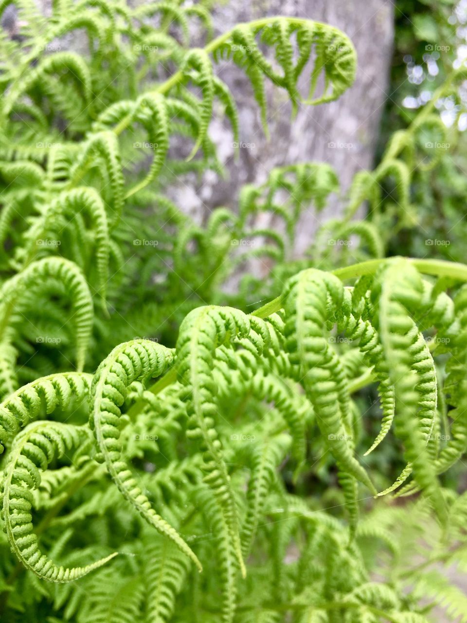 fern