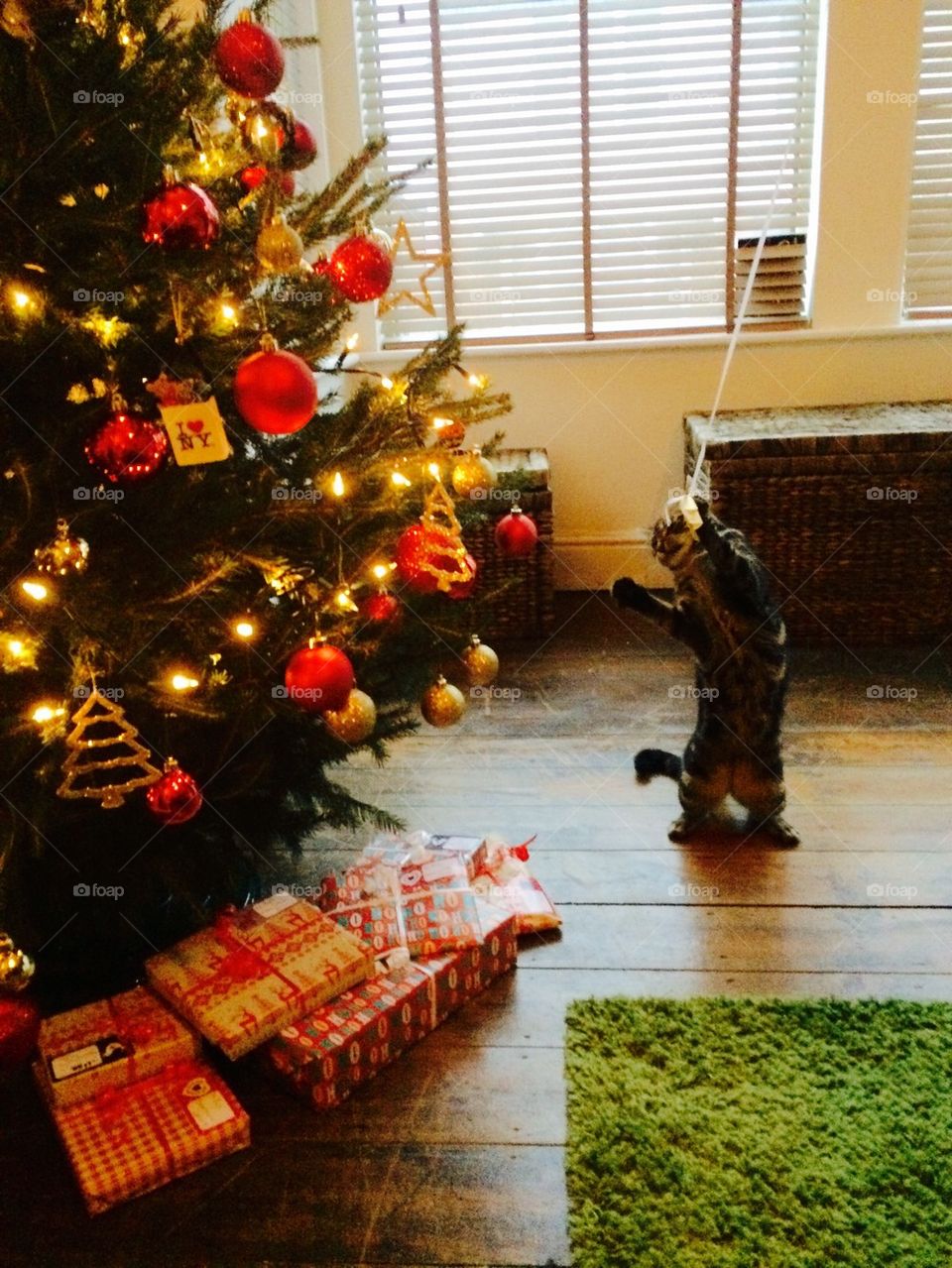 Kitten vs Tree