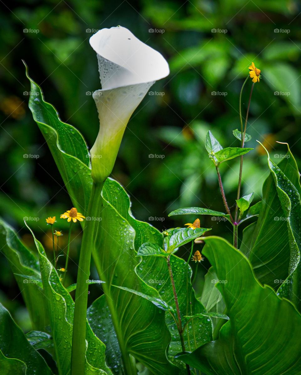 Water Lily at water fall