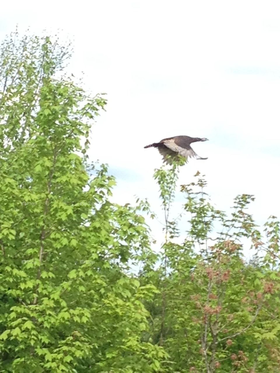 A Turkey's Flight. I startled this turkey and it took to flight. 