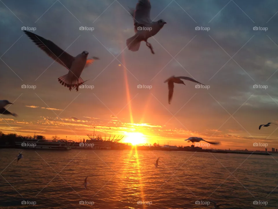 Sunset, Seagulls, Water, Sun, Bird