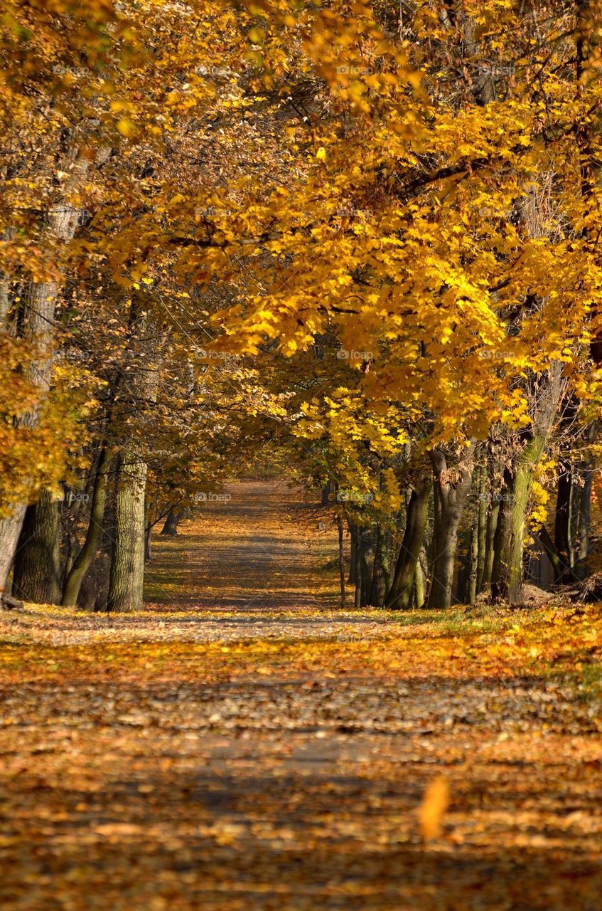 Autumn alley in the city park