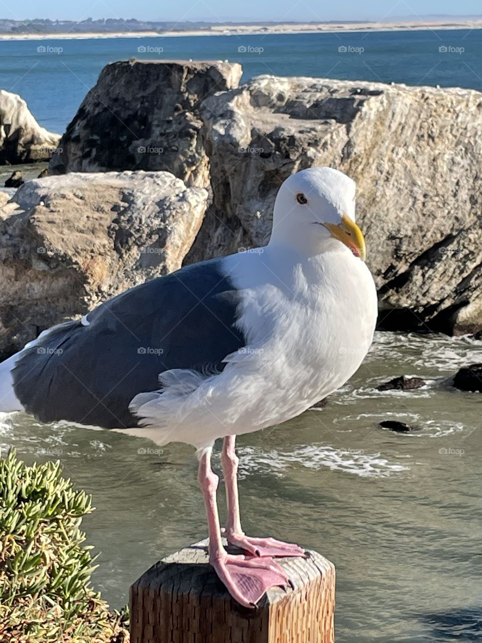 Pismo Seagull