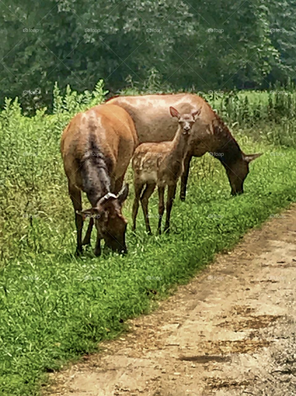 An Elk family seen while riding in the mountains. A female, called a cow.  A male, called a bull. A baby, called a calf.  