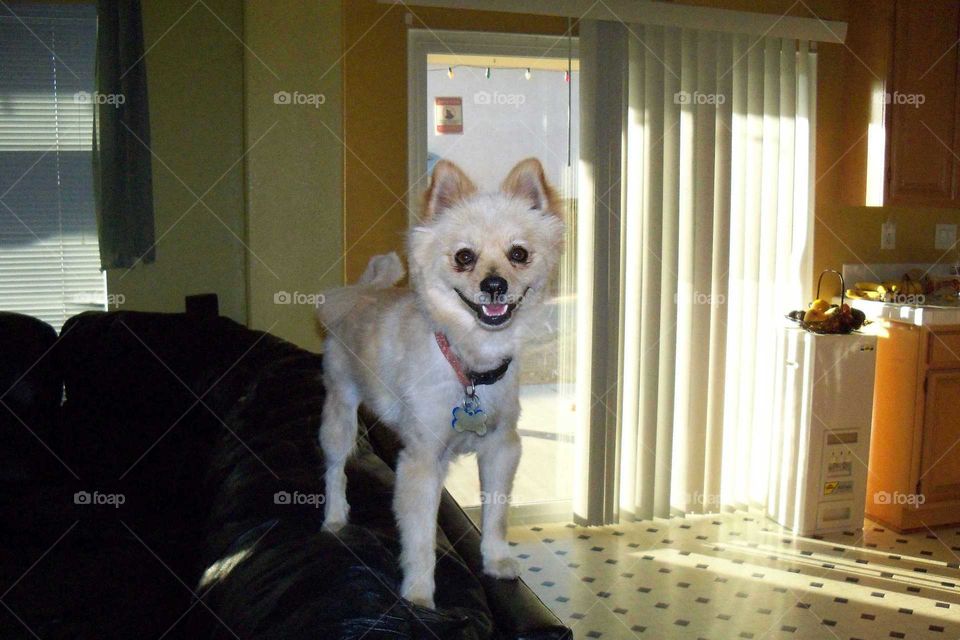 Smiling dogs