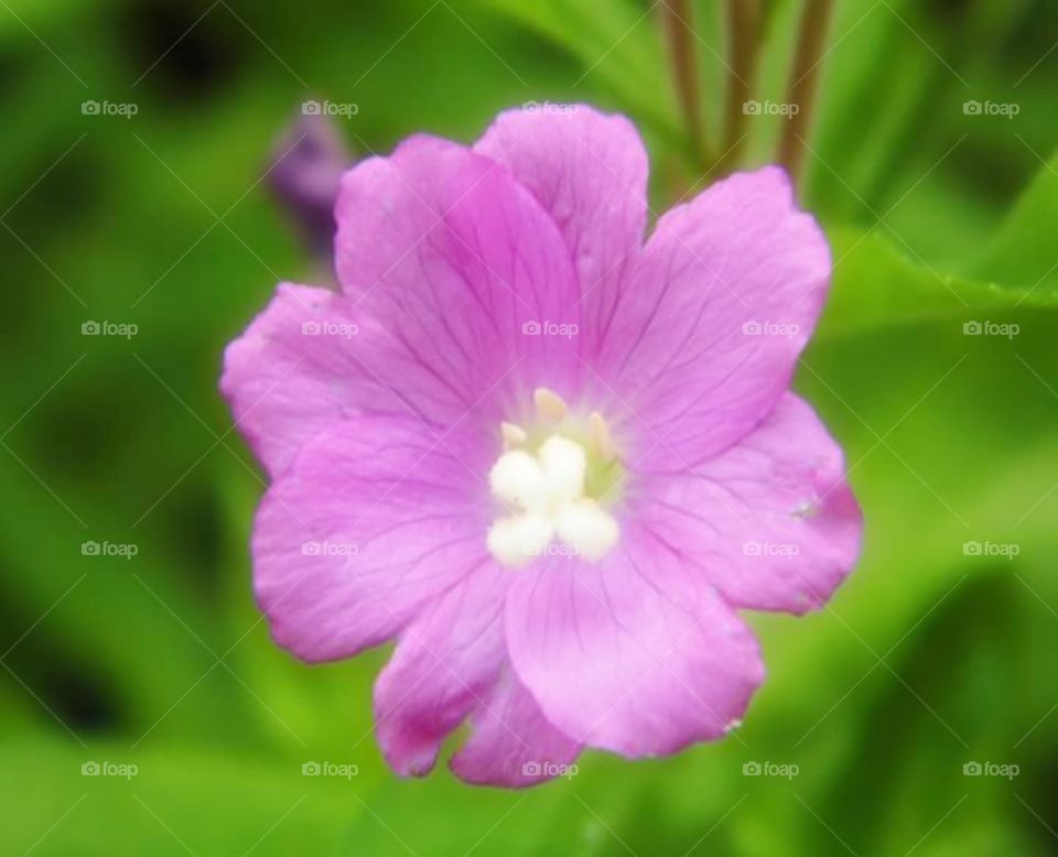 pink flower background and green burl background