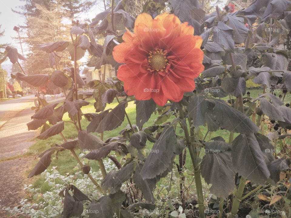 Dahlia in the Garden 