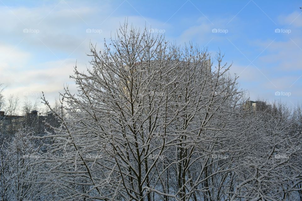 Winter, Snow, Frost, Cold, Tree