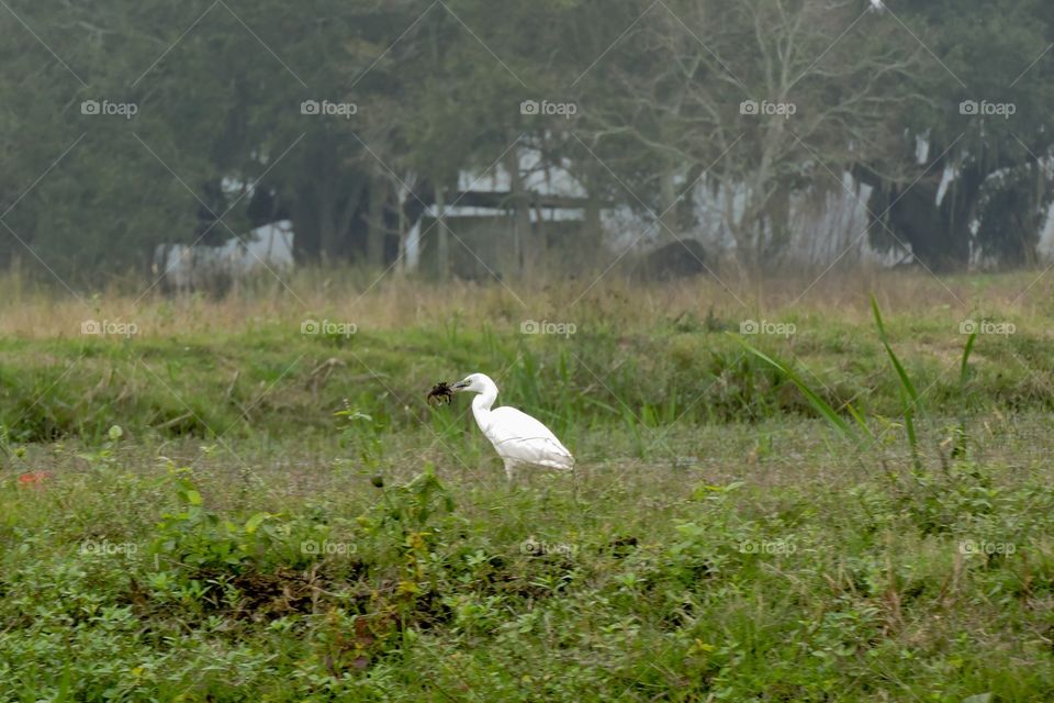 White egret eating crayfish 