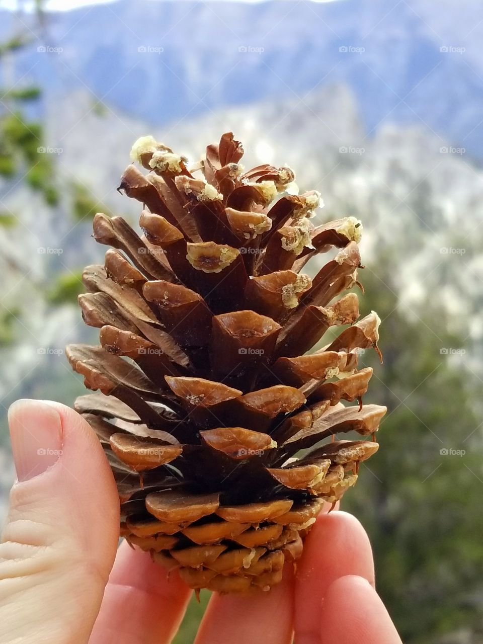 Pine cones are a work of art.