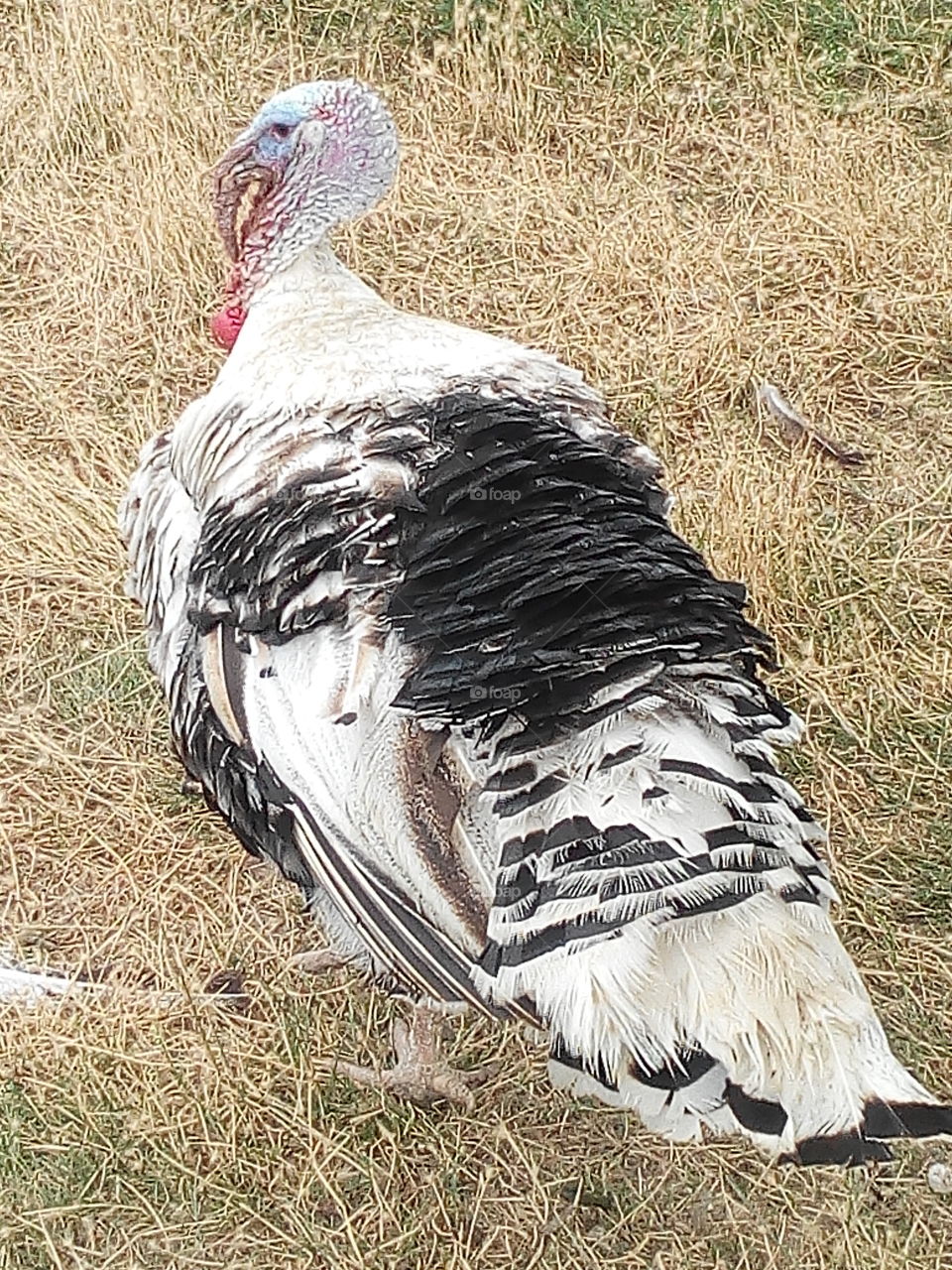 Bird, Nature, Animal, Feather, Poultry