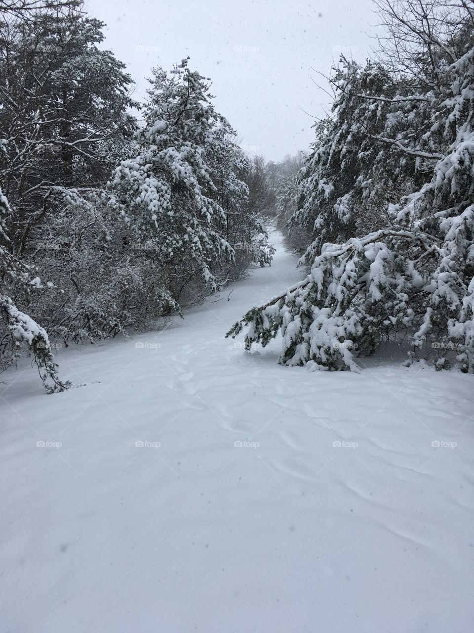 Take a stroll through the new fallen snow down this path in the woods. The wet, spring snow hung heavily on the tree’s branches.