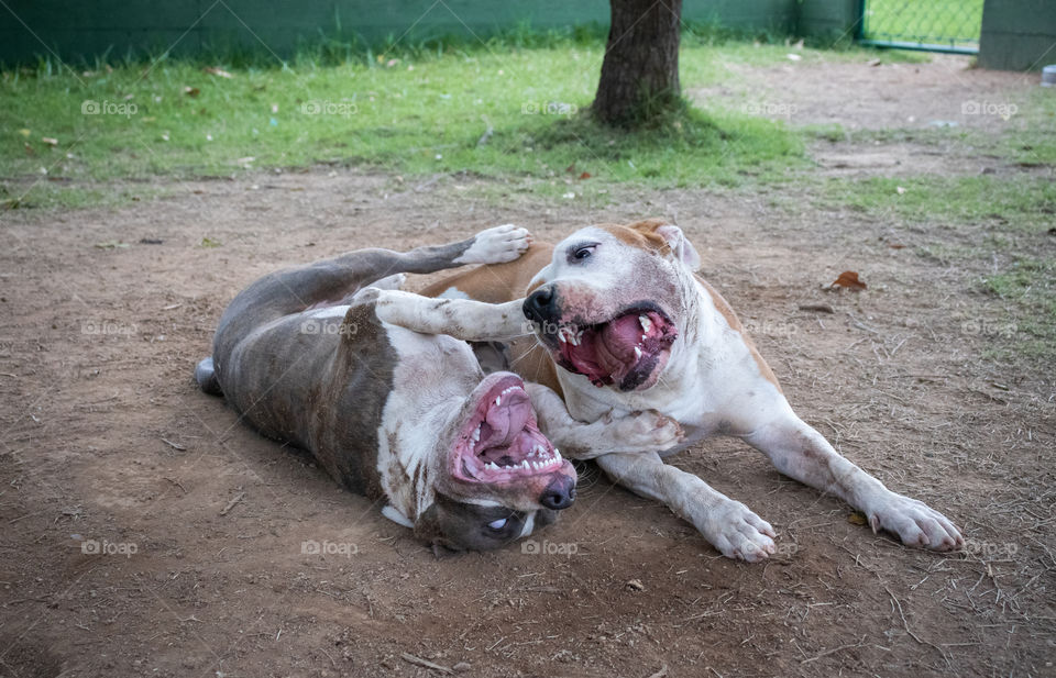 Dogs playing on the lawn