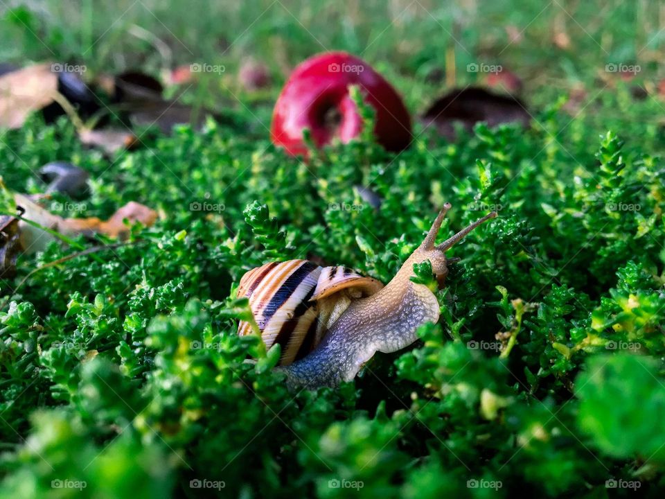 Little cute snail enjoying breakfast in the garden. 