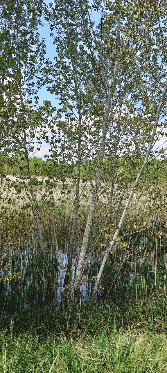 spring in the country