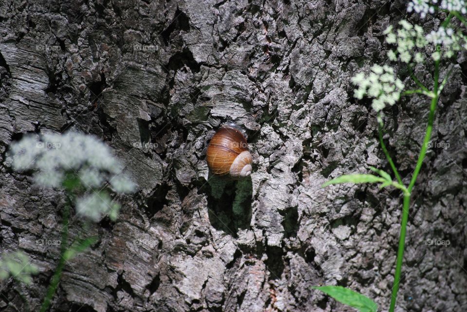 Snail on tree