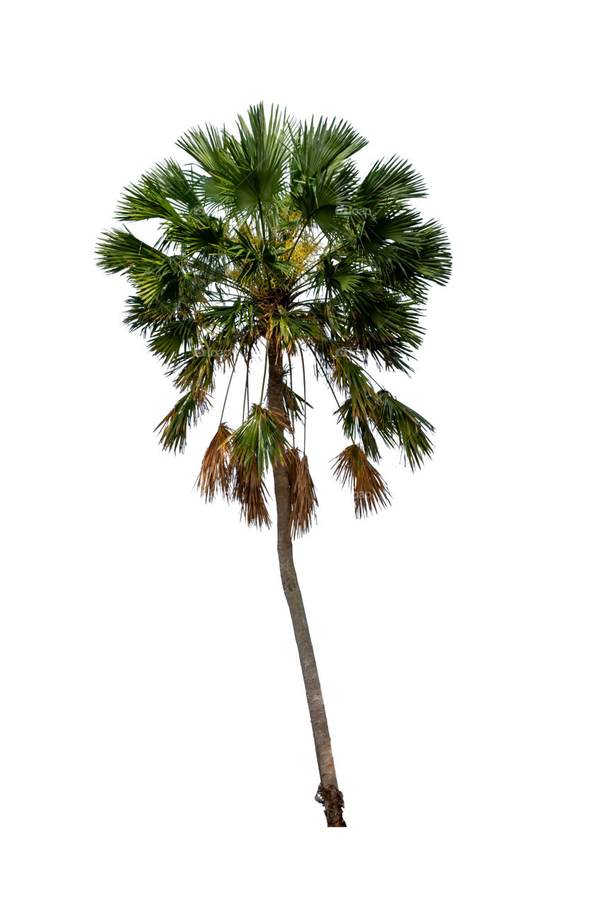 Palm trees on a white background with clipping path.