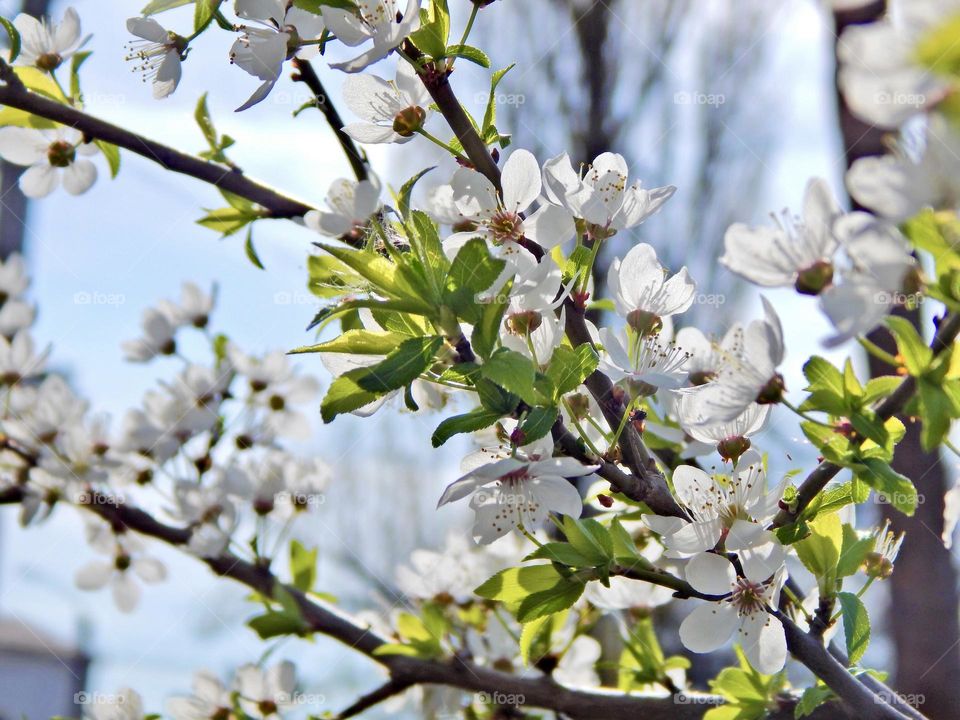 White cherry blossom, sunny day, macro in spring 