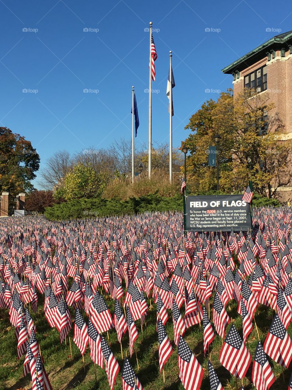 Field of flags in morning light