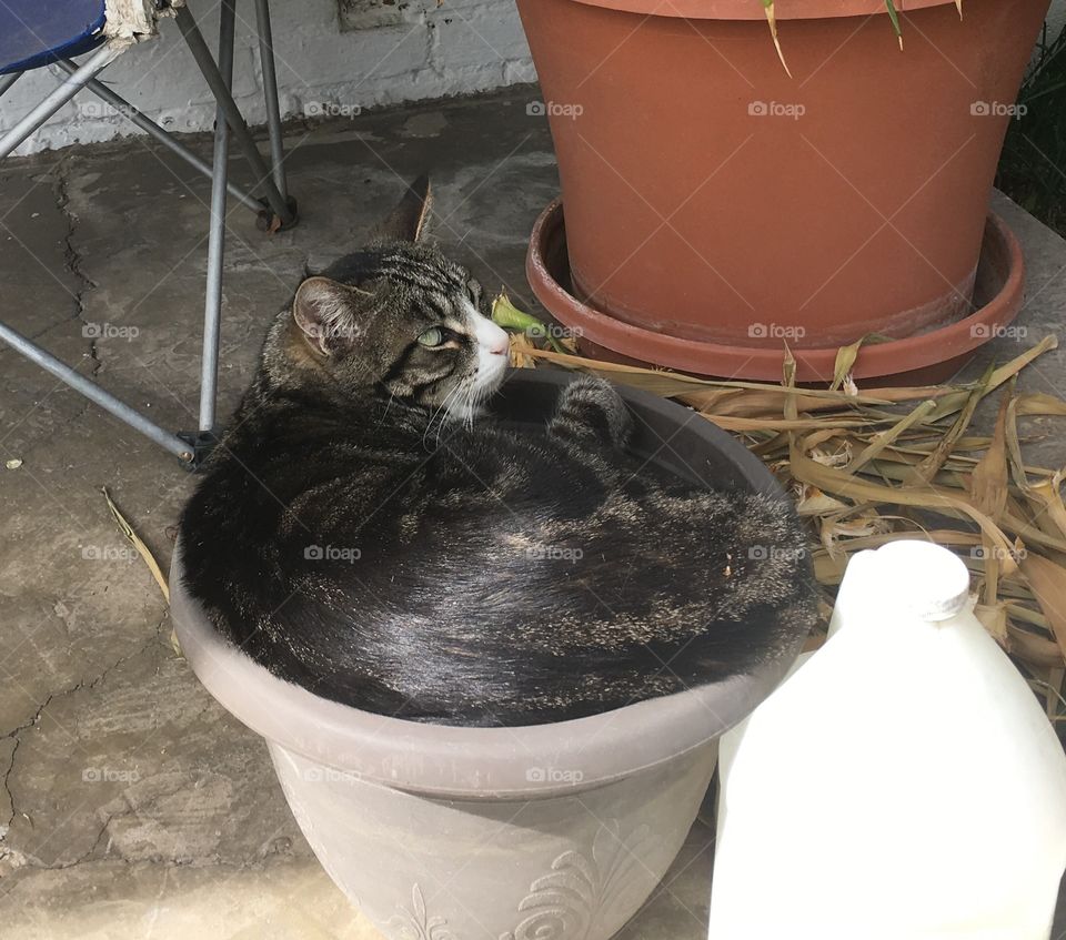 Growing meself a poppy