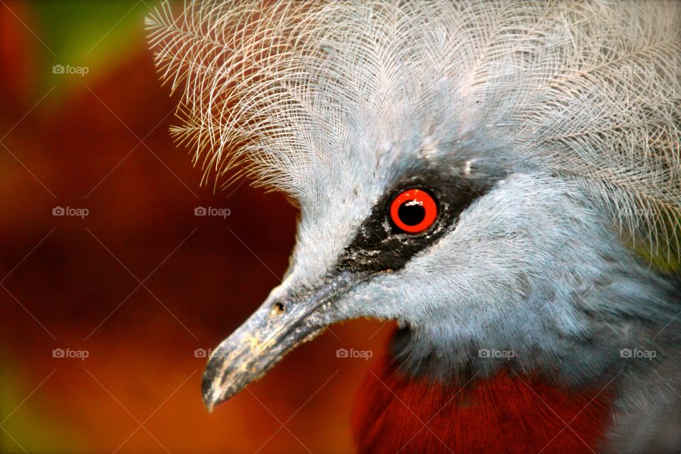 Extreme close-up crown pigeon