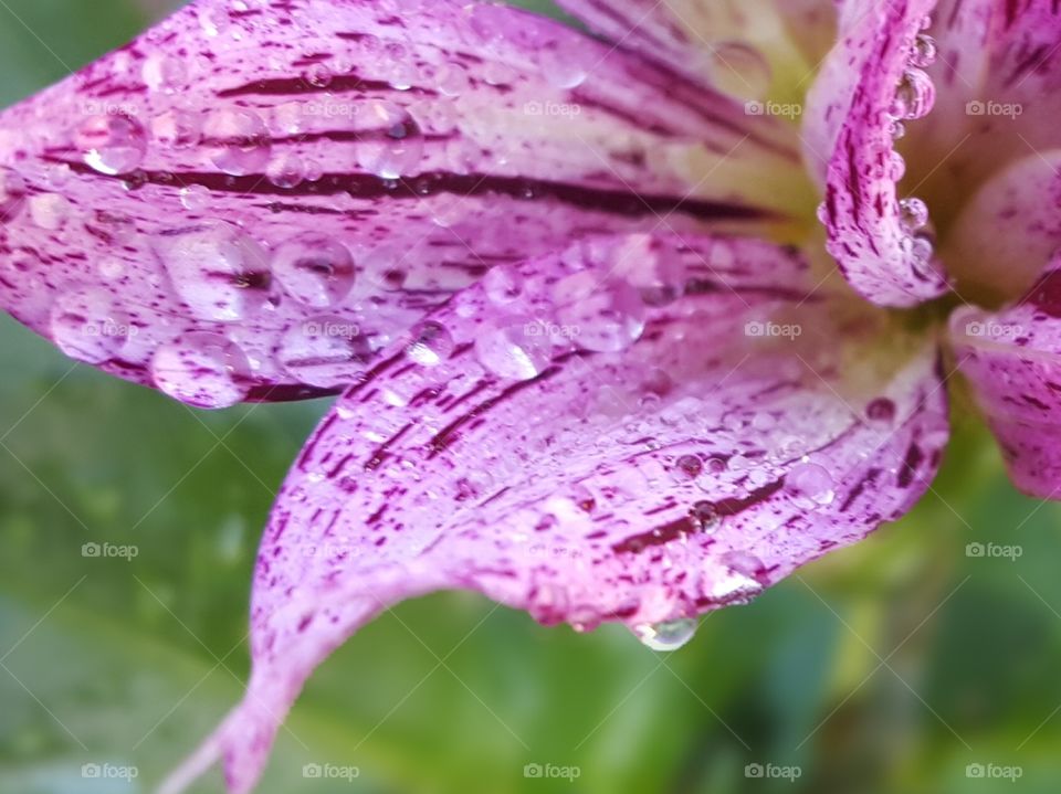 Water droplet on purple flower