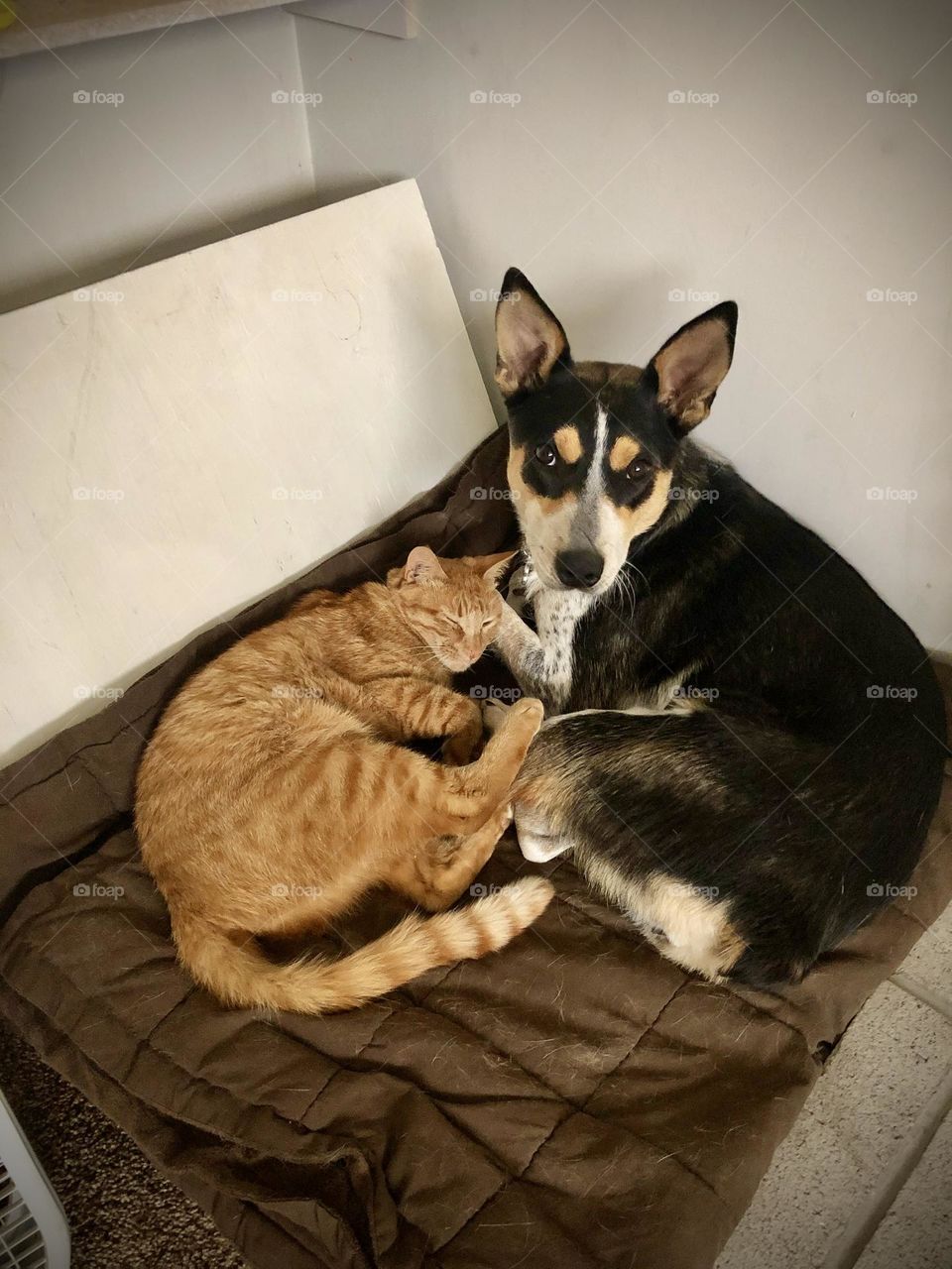 The connection between a dog and a cat is fragile and every changing, but adorable when it lasts 