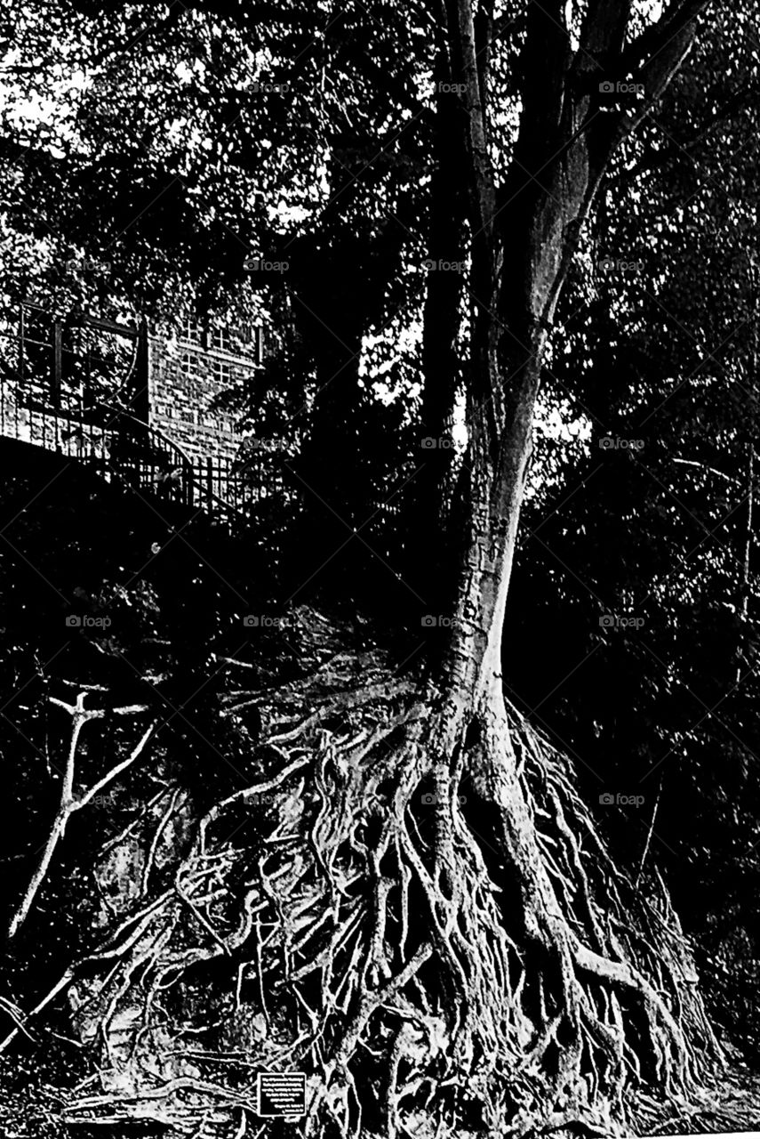 Root Tree