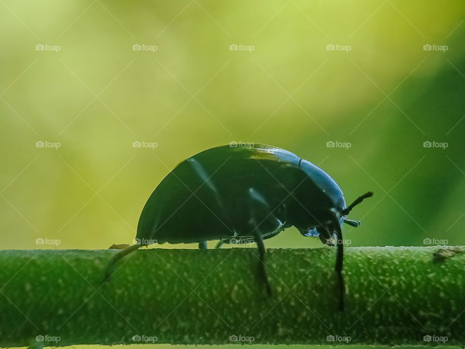 A beetle on a branch.