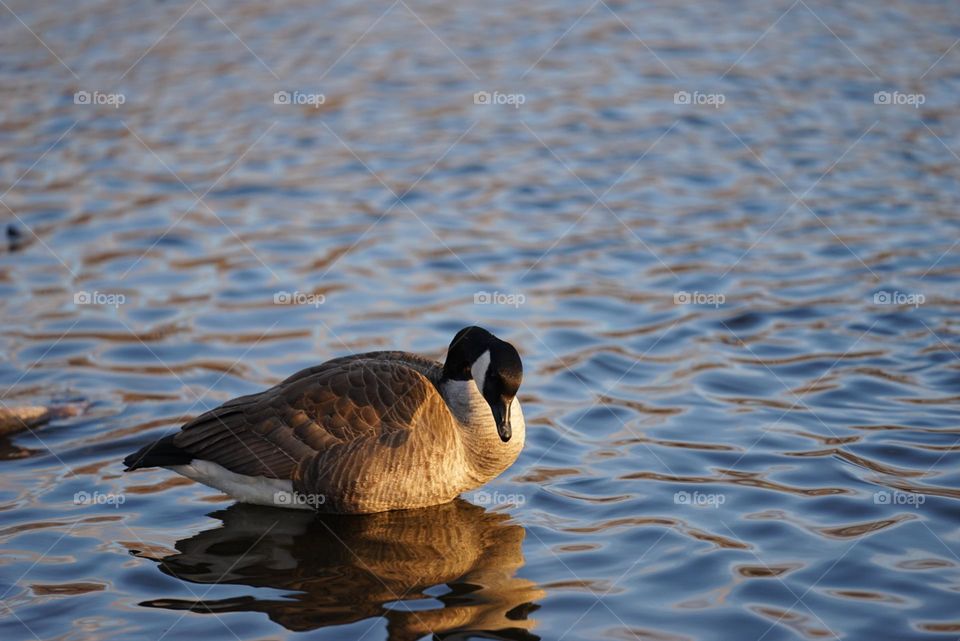 Goose staring at the water.