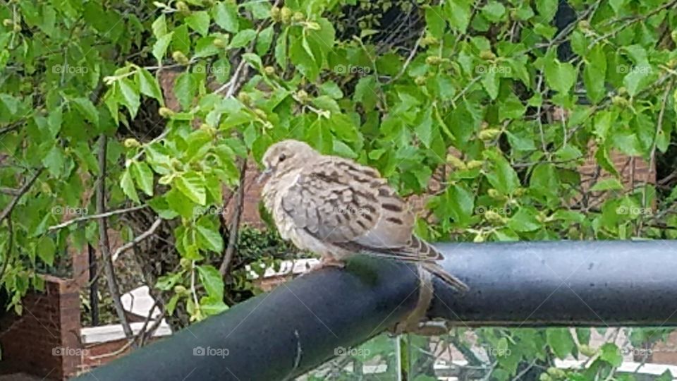 Bird roosting