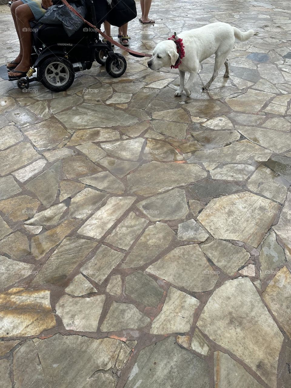 Athlete wearing swim trunks in motorized wheel chair at The Hawai’i Adaptive Surfing Championships, May 2023, with white lab with a pink flower lei on leash