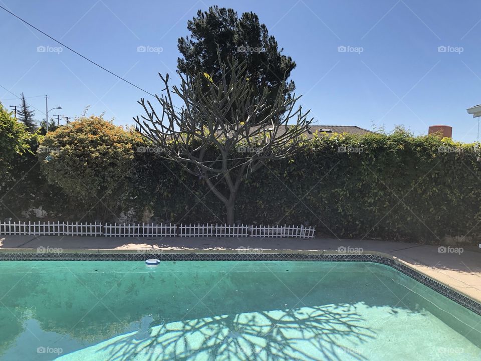 Backyard shots on a crisp & sunny February day in Southern California 