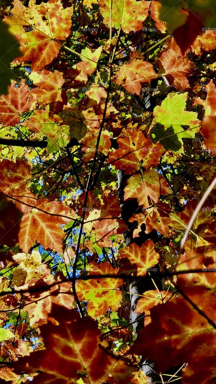 A mosaic of autumn colors glowing in the sunshine just a hint of blue sky coming through