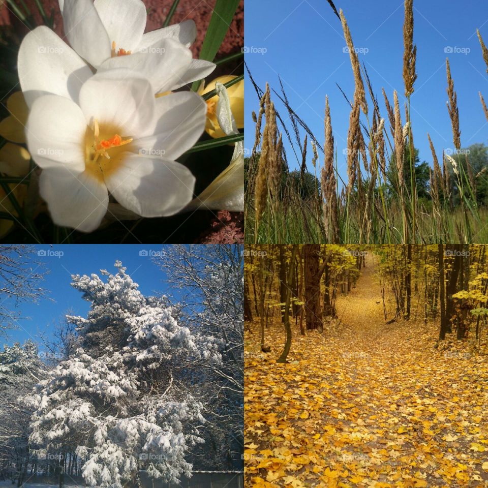 Spring, Summer, Autumn, Winter in Poland.