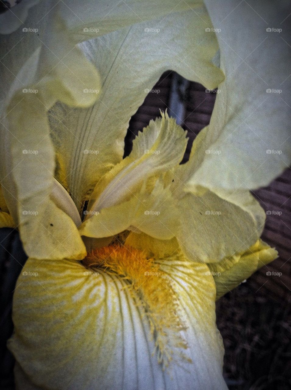 Iris beauty
