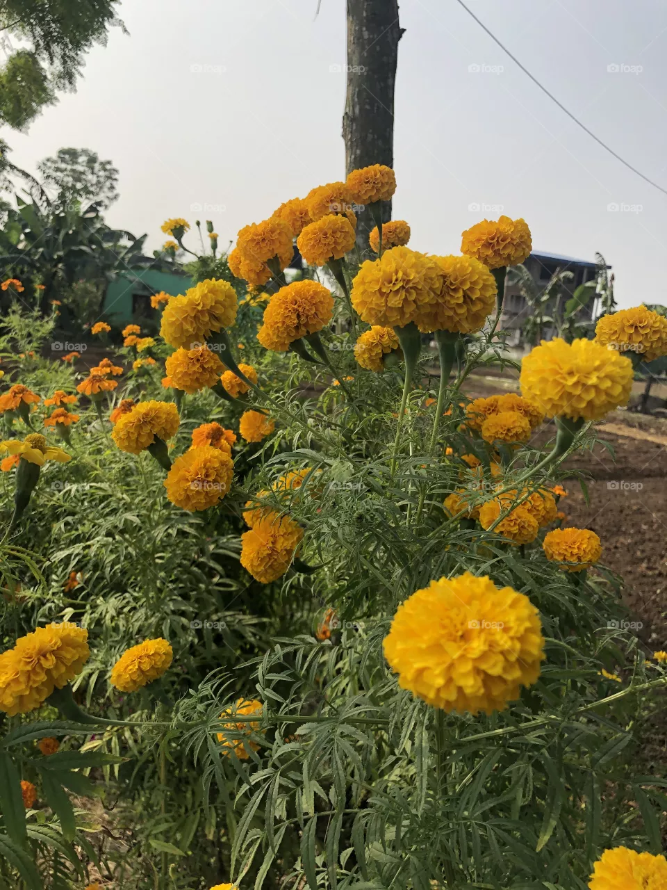 Marigold