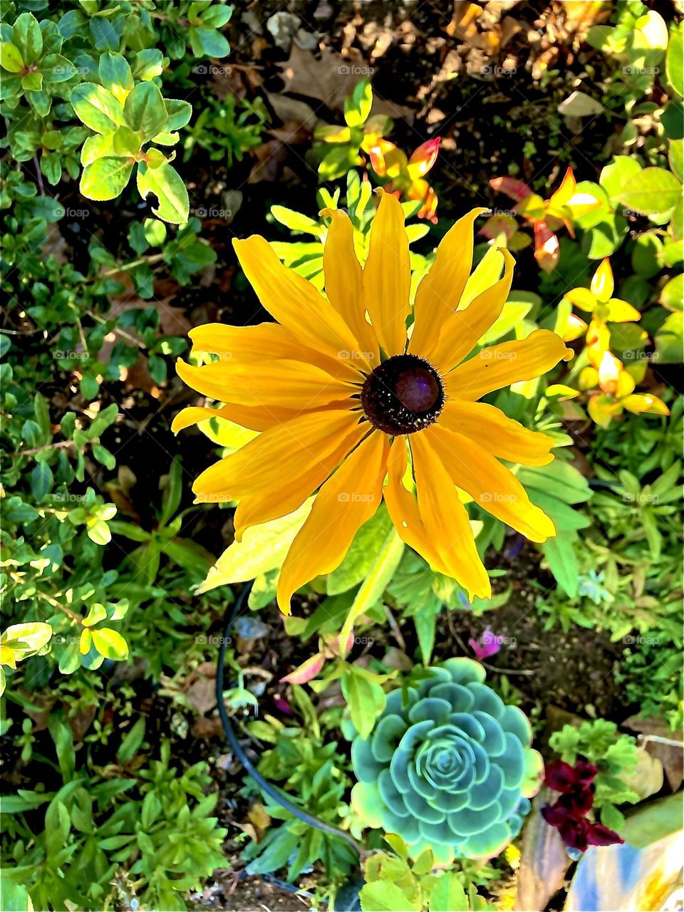 Rudbeckia Black Eyed Susan Flower with Succulents and Ground-cover Plants 