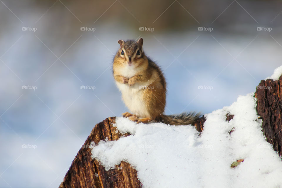 Chipmunk standing in snow!