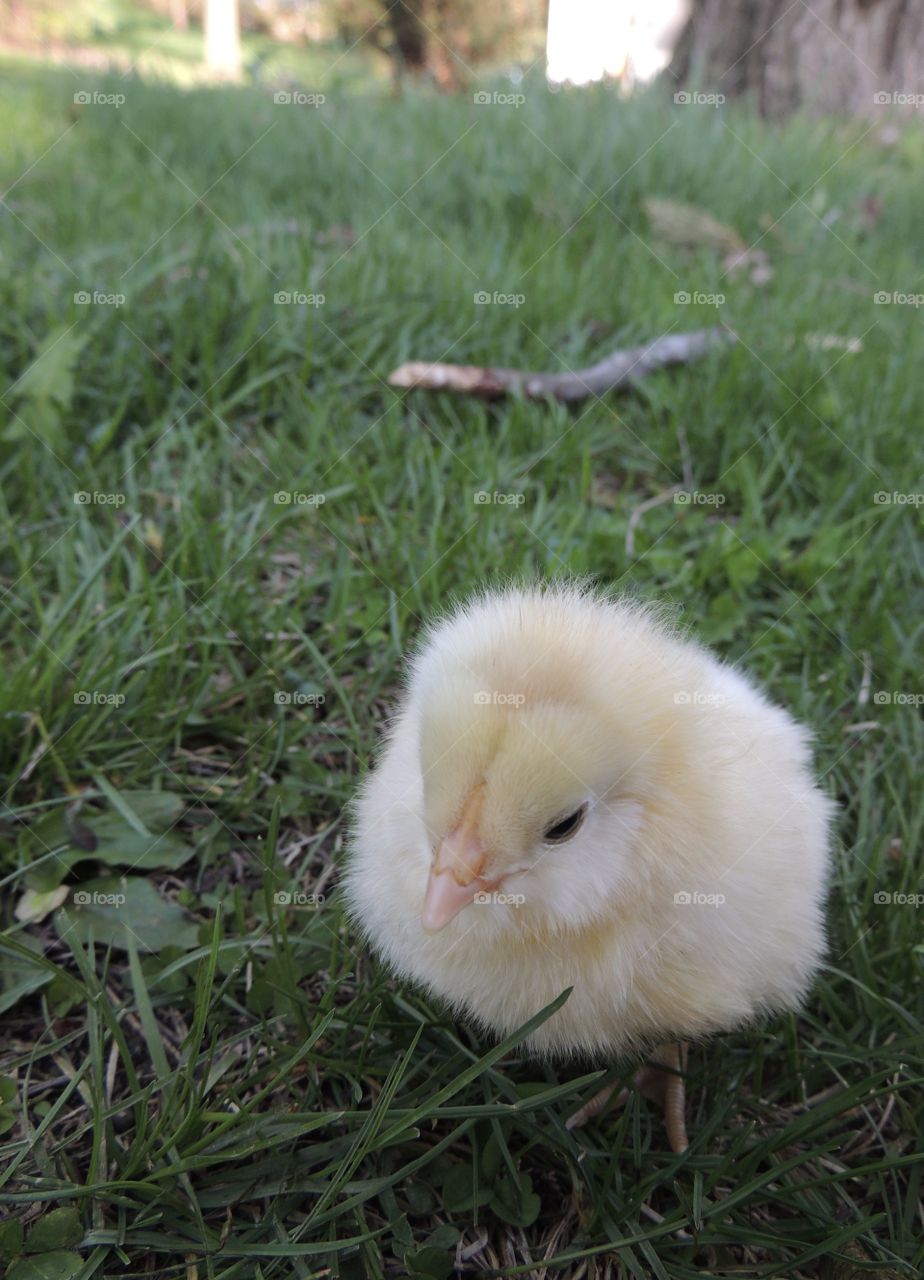 Fluffy yellow chick sitting outside in the grass, looking around.